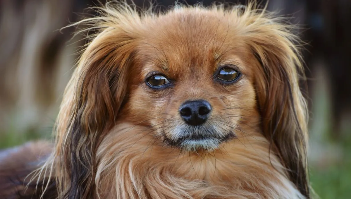 Improve Your Pet’s Quality of Life